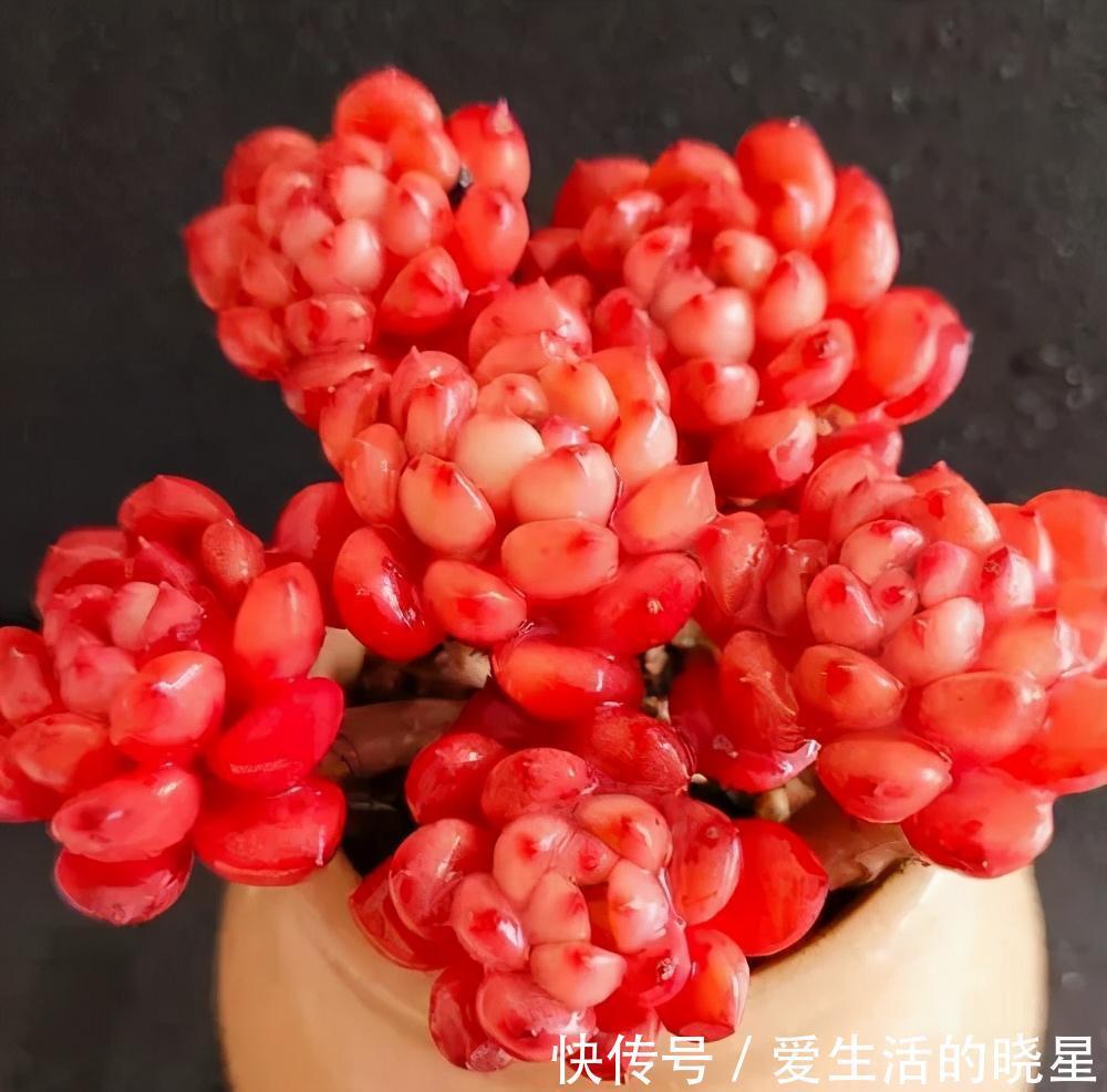 光照|教你4招养多肉红宝石,颜色鲜红靓丽,还能养成群生手捧花