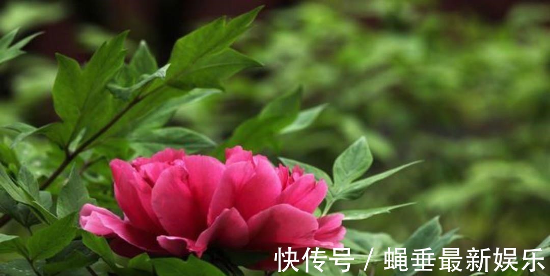 刘禹锡#刘禹锡最经典的一首诗,每一句都美得如诗如画,怎一个美字了得