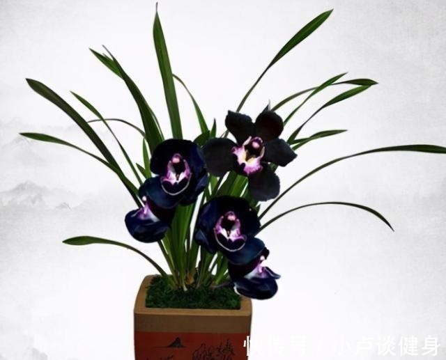 光照|最不像兰花的兰花,被誉为是兰花界的“黑魔法”,值得居家养护!
