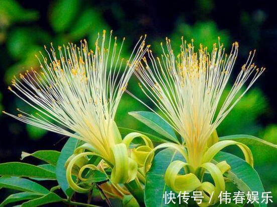 养发财树,做好“关键点”,开花结果很容易,像打鸡血一样疯长