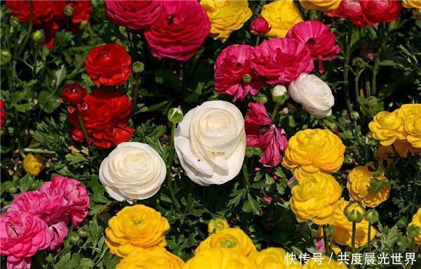 宝石|10多种宝石、几十道工序，诠释了这些花朵昂贵的原因