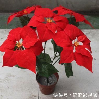 花友们|3种花,宁可扔了,也别在室内养护,个个有危险