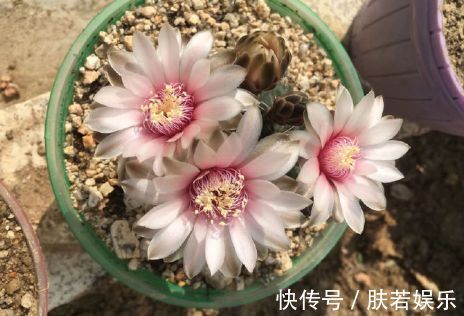 常春藤|新手养花,不如养盆花中精品“无名的裘德”盛开金灿灿,水果花香