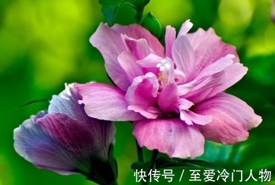 这几款小花,便宜又好养,比牡丹好看,比吊兰好养,你养了吗