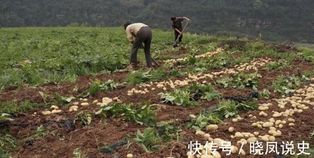每天晚上吃1个胜吃10个苹果！降脂、降压、控血糖，全家都爱吃！