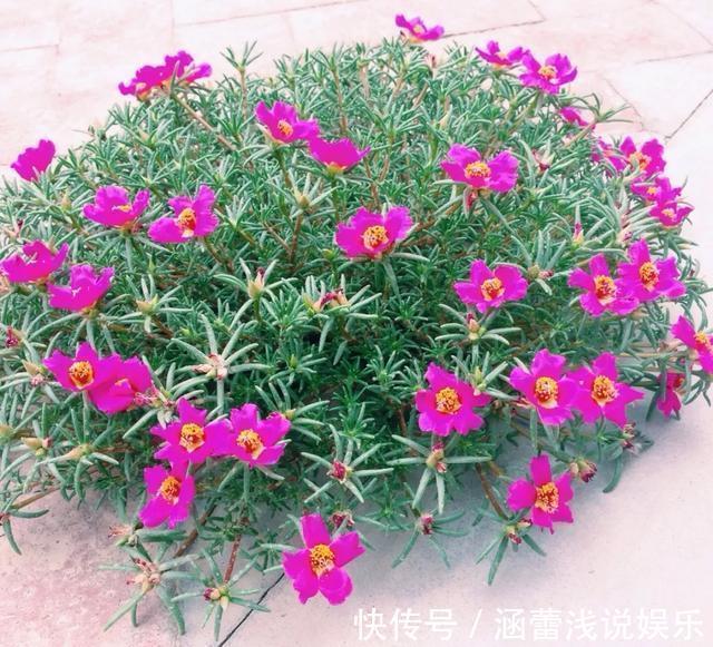 真正的花坚强,墙缝、地缝都能长,开花特别旺!