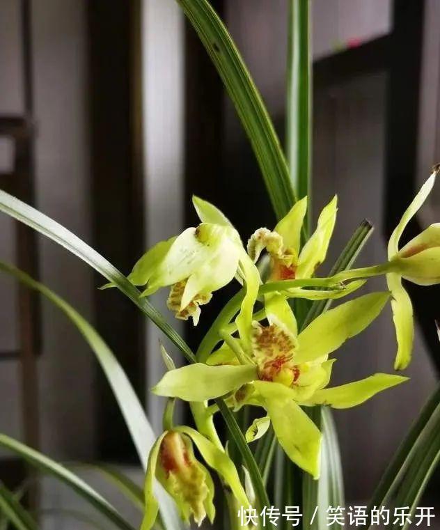 兰友随手浇一浇，兰花烂根不开花，3个坏习惯一定得改