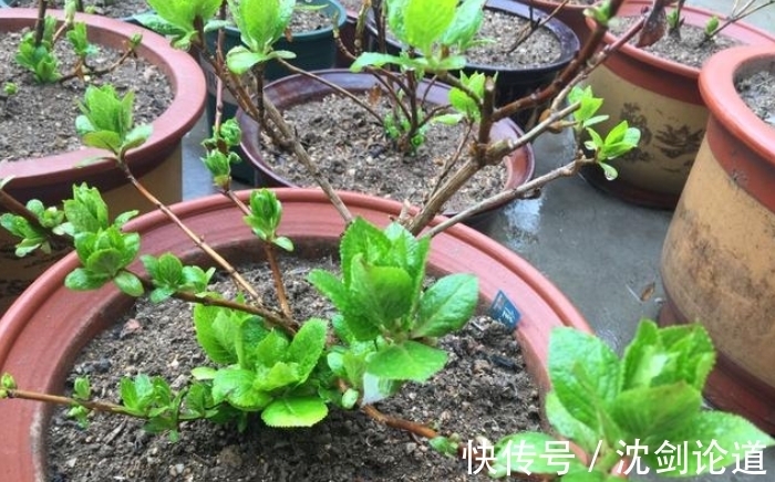 春季绣球长新芽,现在要做“5件事”,才能开花又大又漂亮