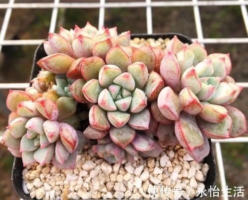 听名字很贵的5种多肉,其实都是漂亮的大普货,养过的花友都说好