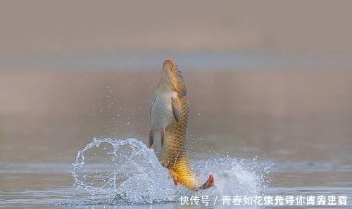 但凡看见鱼在水面频繁跳跃,就赶紧收竿,因为用什么招都不好使