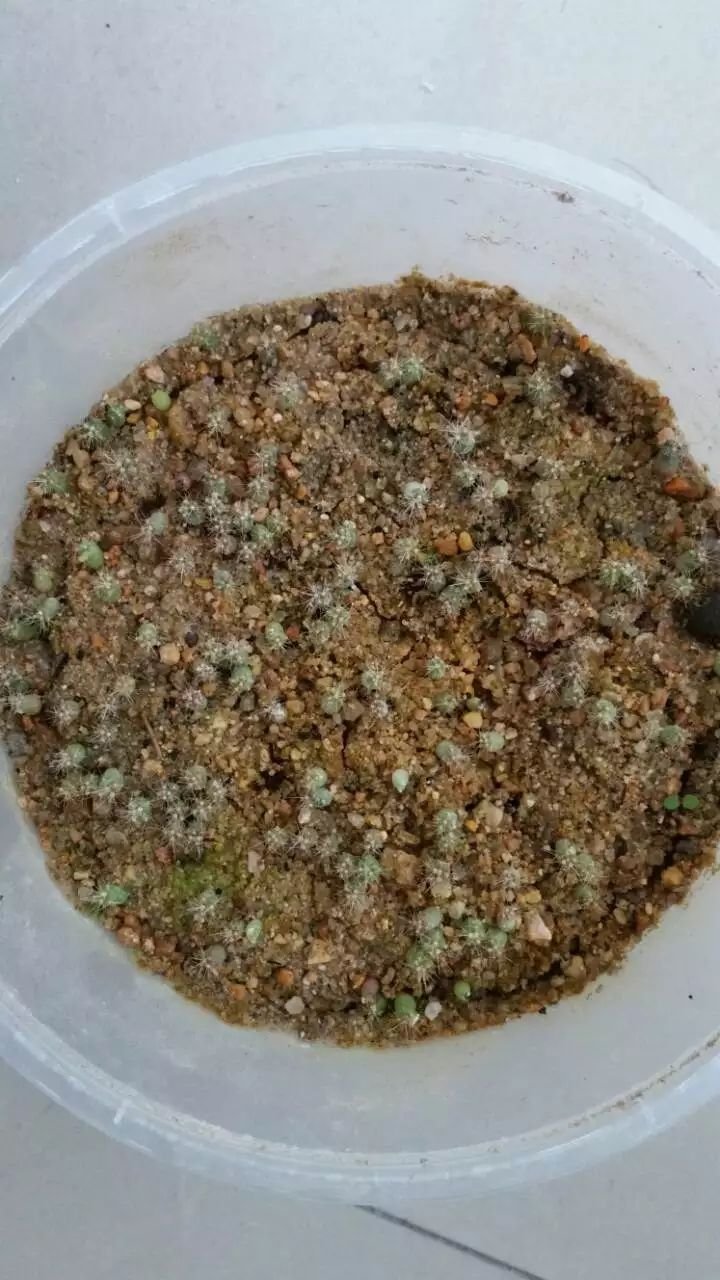 小东西|秋天土里加点料,透气透水效果好,花儿不烂根长得特精神