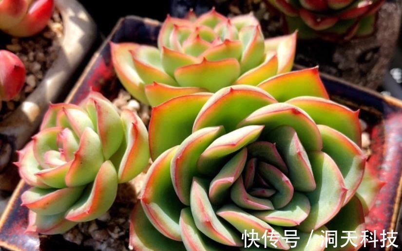 平常翠翠红红,出状态之后妖妖艳艳,这种多肉名字还好听,叫晨露