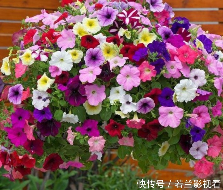 家有院子,一定要养“3种花”,好养又漂亮,一开就是300多天!