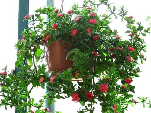 4种漂亮花，吊起来养不占地方，花开满盆，种一盆年年有花赏