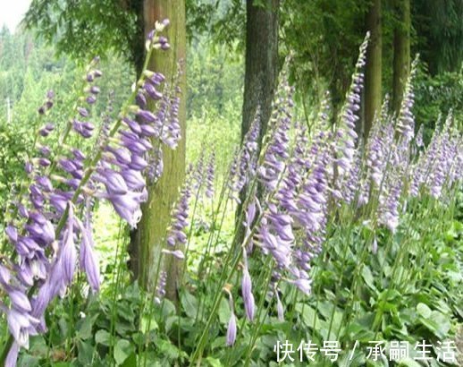 桃花朵朵|未来一个月，4属相喜事进门，桃花朵朵，爱情甜蜜，日子红火