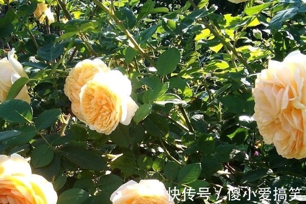 新手养月季牢记4点,不死苗开花还多,阳台轻松变花海!