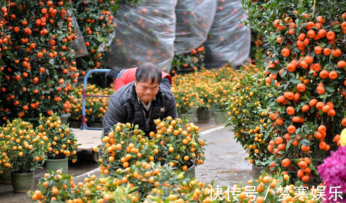 花友们|花市买回来的花，会出现各种不适，教你4招，轻松适应新家