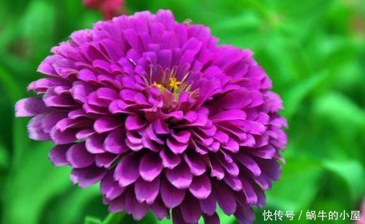 几种花卉好养又漂亮，耐寒耐热超可爱，四季繁花似锦，姿色艳丽