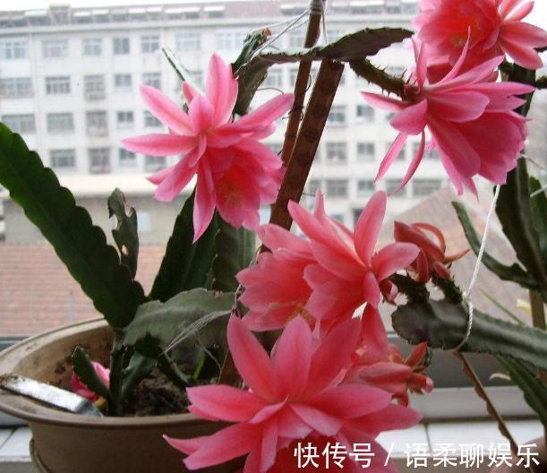 阳台养花,2种“姐妹花”一开就是“小花海”,花开一茬接一茬