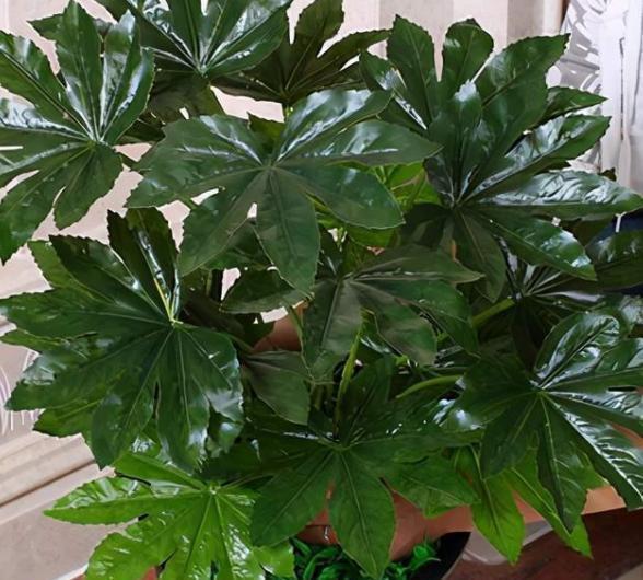 玉树|客厅见树,家业稳固,适合客厅养的8种树,大气美观,增添幸福感