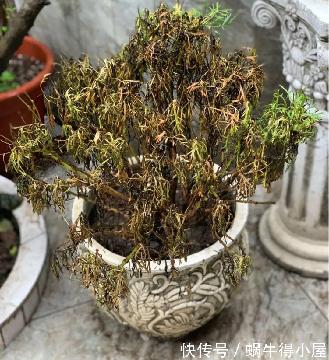 花苞|初秋8种花不能剪，轻则不开花，严重可能剩空盆