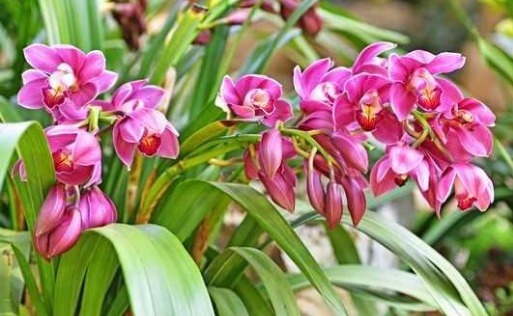 做好|“兰花”怎么养做好5点,叶子油绿,开花多,又香又好看!