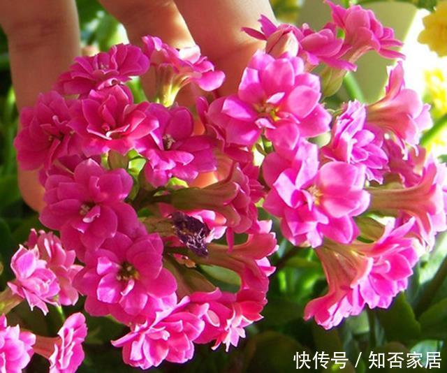 小窍门|冬天养长寿花,几个小窍门,叶子碧绿,层层叠叠开满花