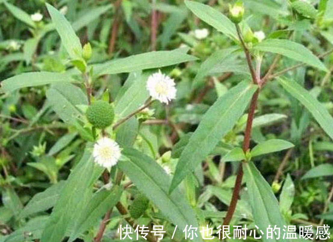 莲子草|农村里常见得一种野草，不仅能够凉血止血，还对心脑血管也有效用