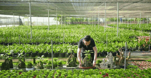 你觉得兰花怎么样？