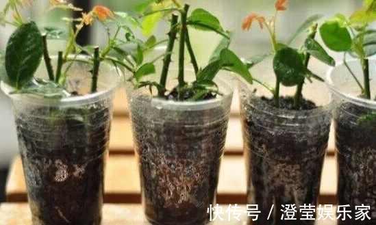 婆婆经常去花店蹭点叶子，没花一分钱，就把花种满了阳台