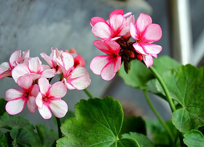 花草老桩有姿态,这些植物不适合老桩,我分析原因供你参考