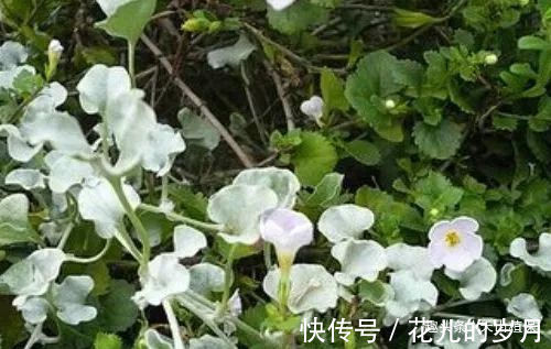 野草|农村最“珍贵”的野草,被苗族人民奉为“神草”,是种不错的中药