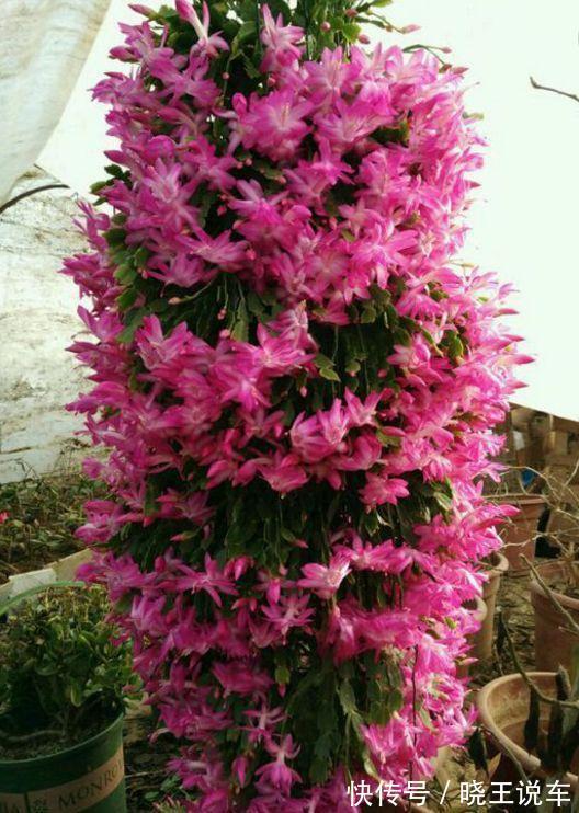 蟹爪兰满头大花苞,噼里啪啦全掉了?教你3招,满满的花芽挤爆了