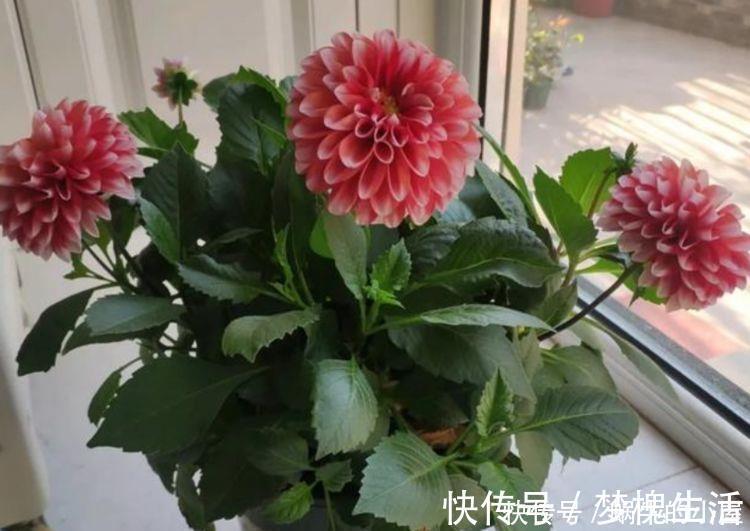 养花试试此几款,花开媲美玫瑰,花朵姿态万千