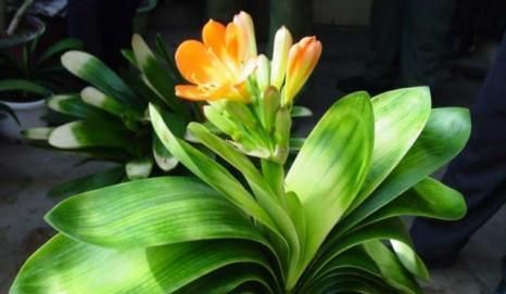 黄叶|君子兰叶子发黄的8大原因及处理方法