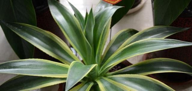 绿植|这种盆栽绿植,耐旱性强,叶缘有非常清晰的黄色镶边