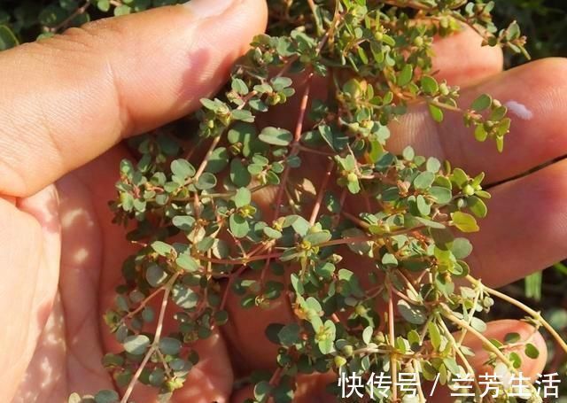野草|农村有1“血见愁”,最爱住墙角,遇上可别小瞧,是珍贵中草药