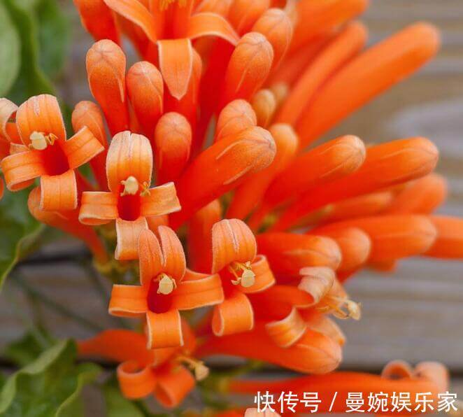 炮仗|喜欢养菊花,不如养一盆“炮仗花”,形似鞭炮,花瓣还能润肺止咳