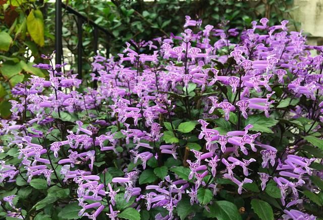 最好养的木本花卉，扦插就能活，全年开花，花色美丽，是盆栽佳品