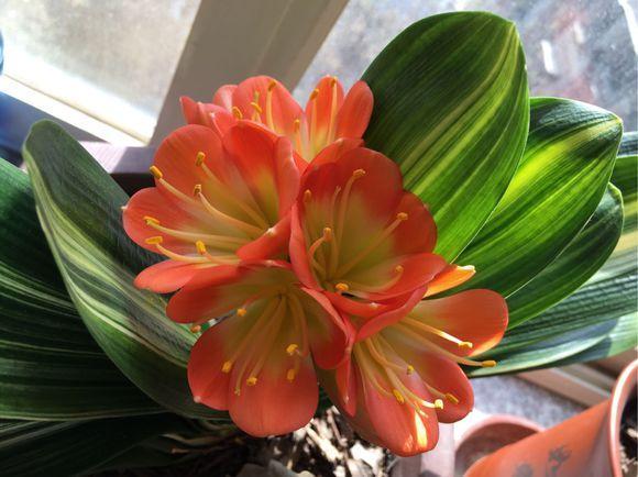 2种花,“再贵”也要养,客厅养“2盆”,“空气”都变好了,值