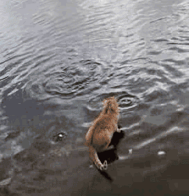 |搞笑动图:终于下雪了,小企鹅开心得跳起来!