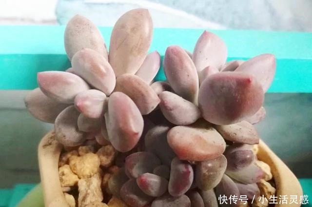 春天让多肉爆头的4个技巧,有一种最好不用,对肉肉会有一定伤害!