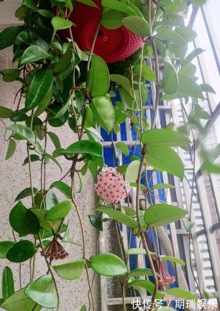 比绿萝还耐阴的花,养1盆能爬上房顶,开花比香水还香!
