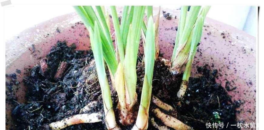 花友们|兰花盆土加点“万能肥料”,用对方法,可能真的10年不需要施肥!