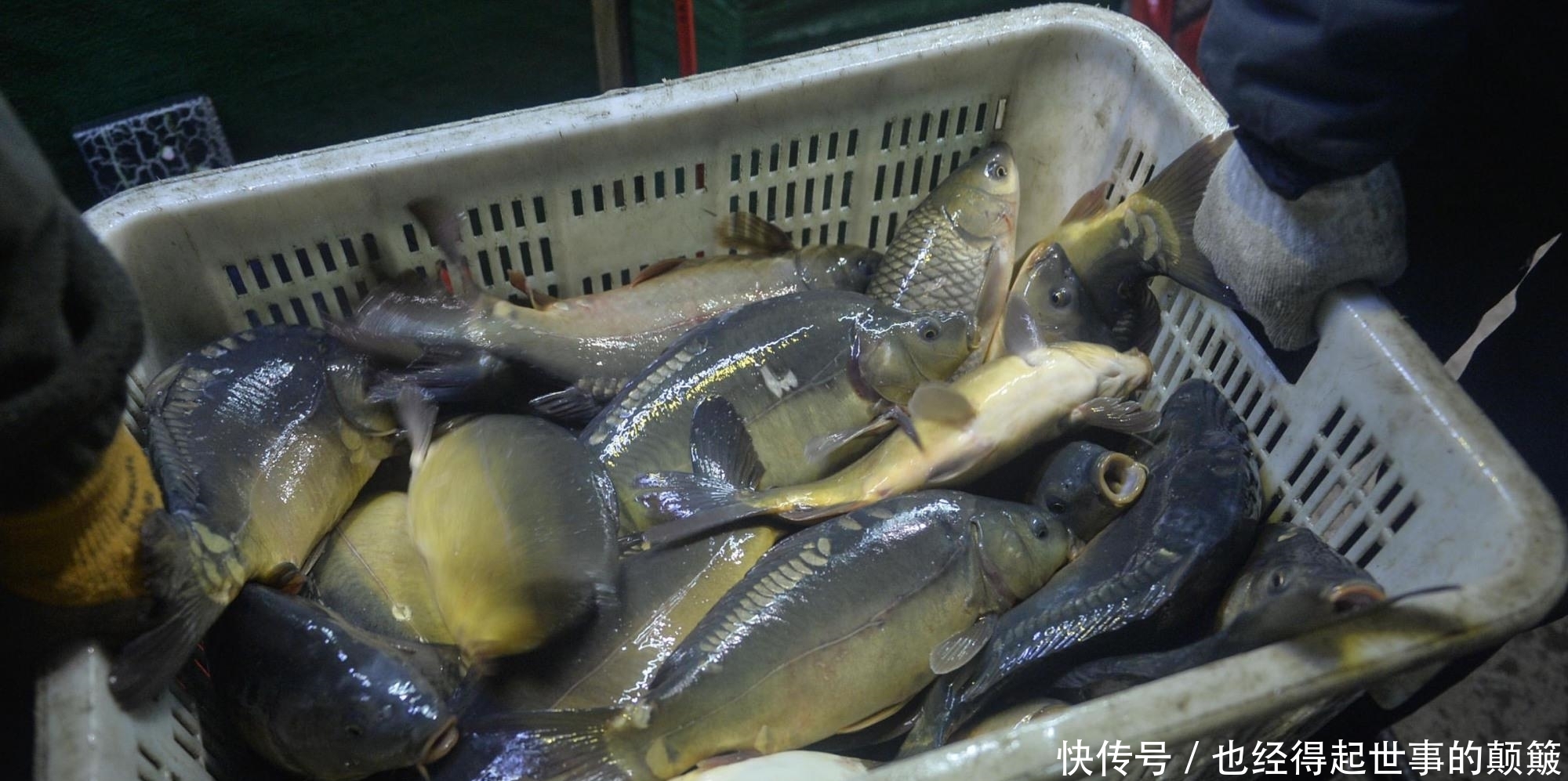 怎样钓滑口鲤鱼?滑口鲤鱼喜欢什么气味?钓滑口鲤鱼的四个绝招