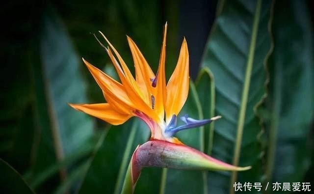 白花天堂鸟|最美不过天堂鸟,这4种极美的品种,不养实在可惜了