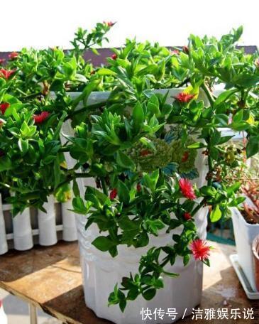 牡丹吊兰|家中养一盆这种“吊兰”,一个修剪技巧,长爆盆,朵朵红花开不停