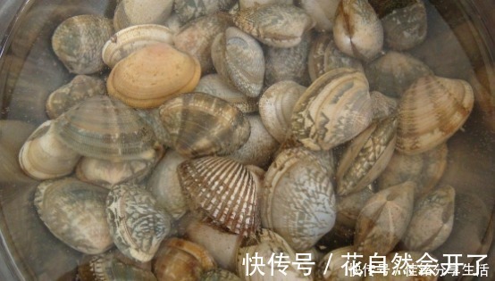 米醋|洗花蛤万万不可只加盐,渔民教你土方法,花蛤疯狂吐沙,很实用