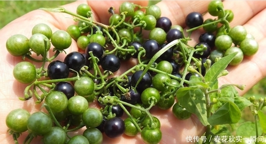 价值|1种长在路边的“杂草”,叶可吃、果可吃全身是宝,价值珍贵