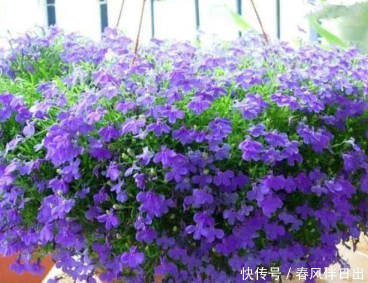 5种花是爆盆能手,开起花来“拦”不住,不仅花好看,名字也好听